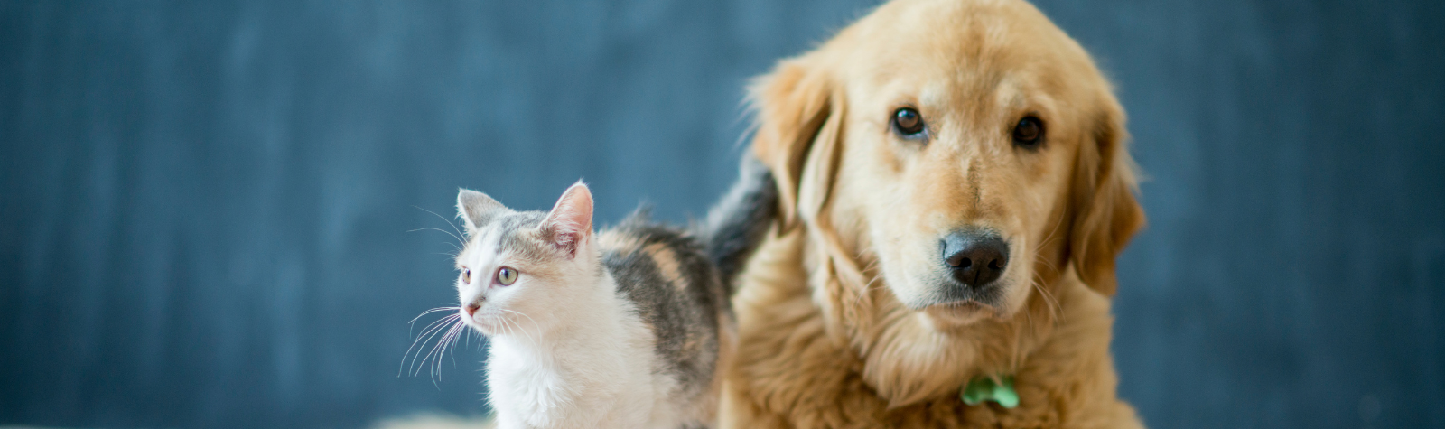 Avoiding Holiday Pancreatitis in Pets