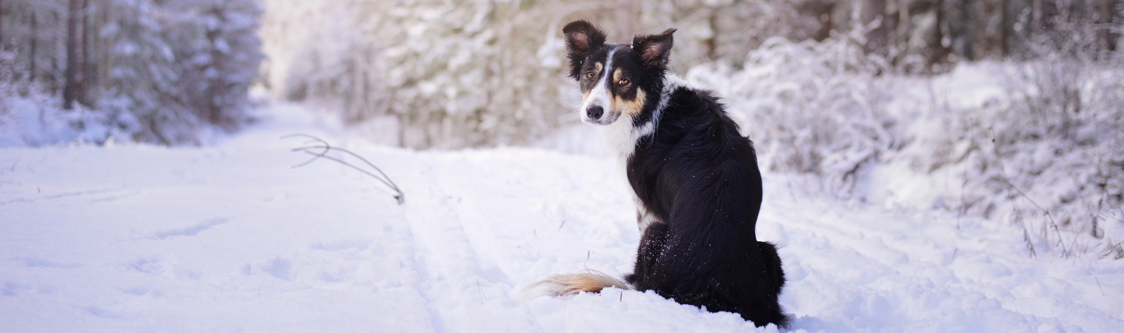 Winter Safety Tips