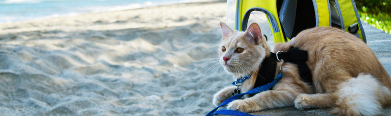 Our Favorite Pet Travel Tips