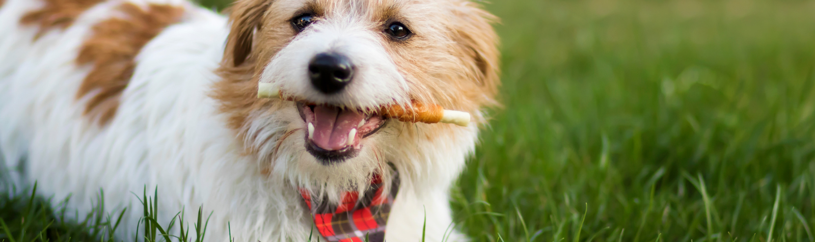 A Healthy Pet Has A Healthy Mouth