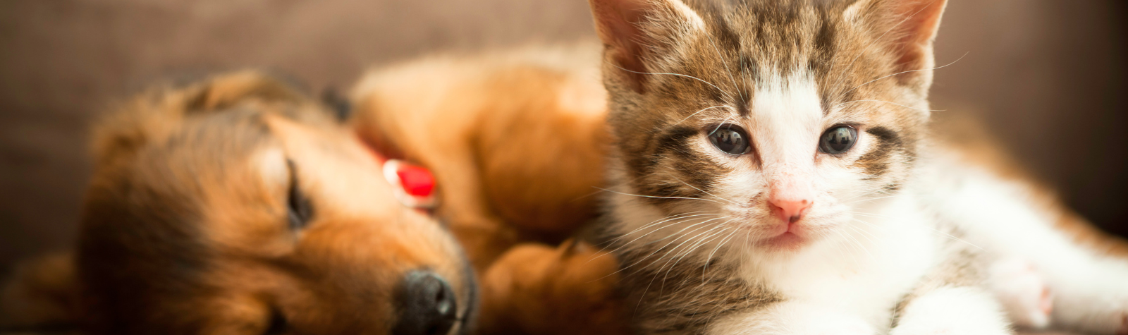 Puppy and Kitten Health