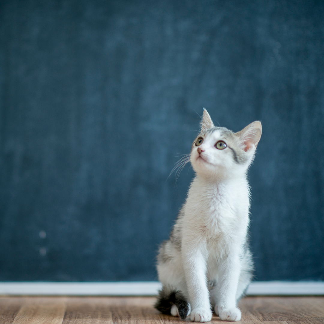 Understanding The Costs Of Veterinary Care