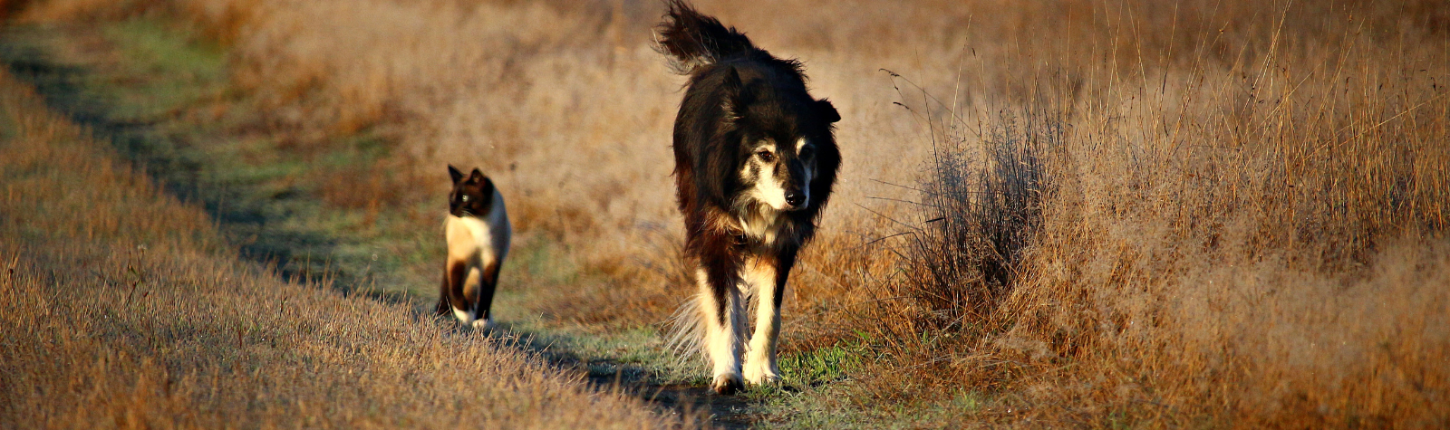 Ways To Support The Health And Wellbeing of Senior Dogs and Cats