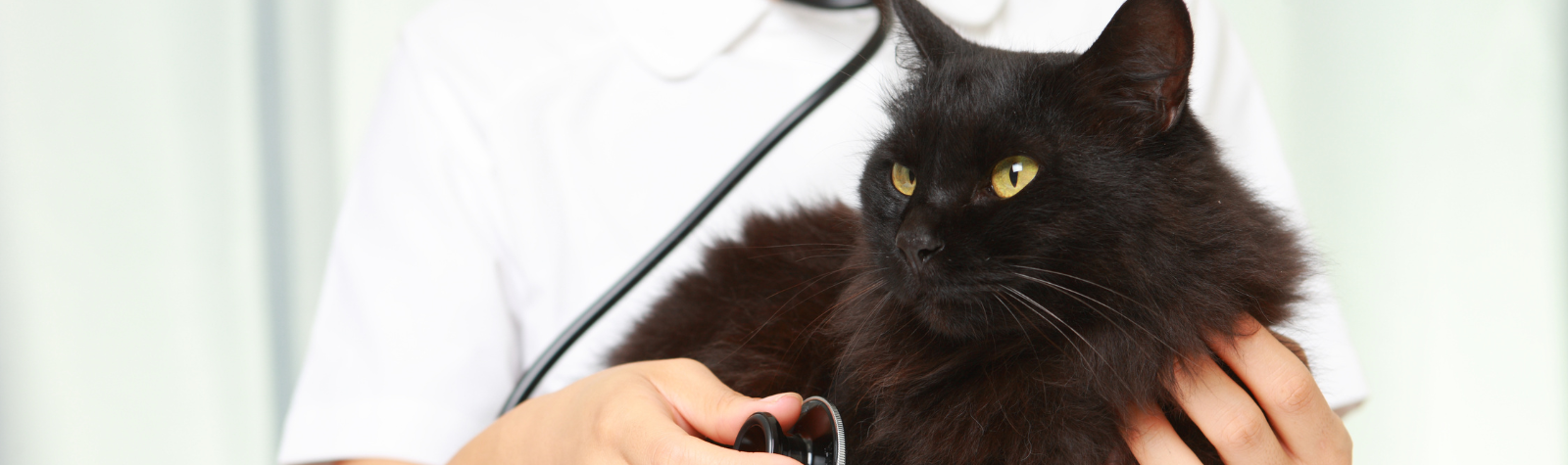 Preparing Your Pet For A Successful Vet Visit