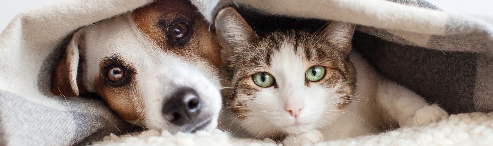 Managing Noise Sensitivity And Anxiety In Cats And Dogs