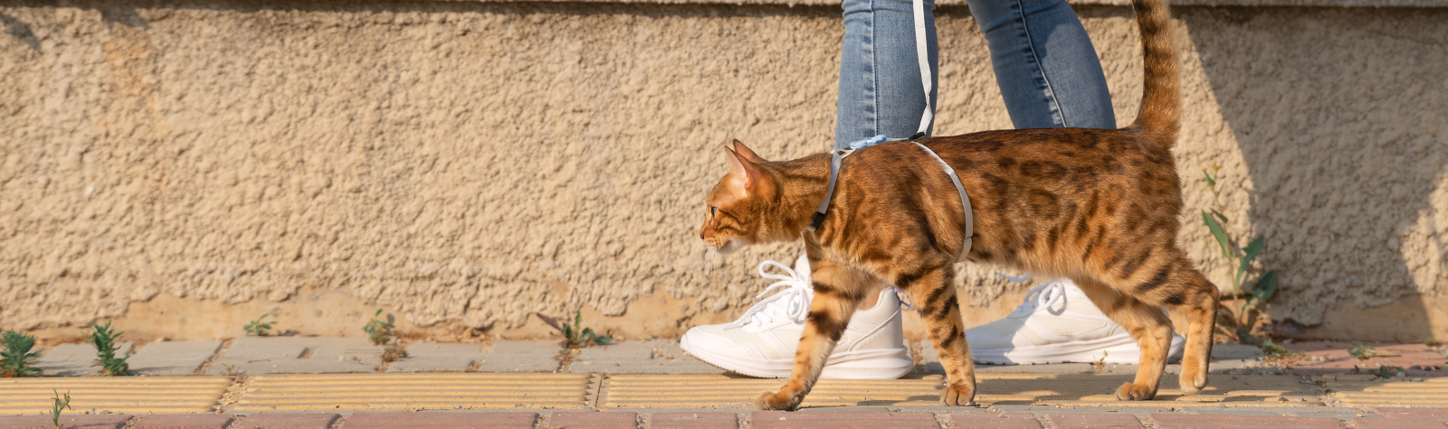 Taking Your Cat For A Walk: A Paws-itively Enriching Experience