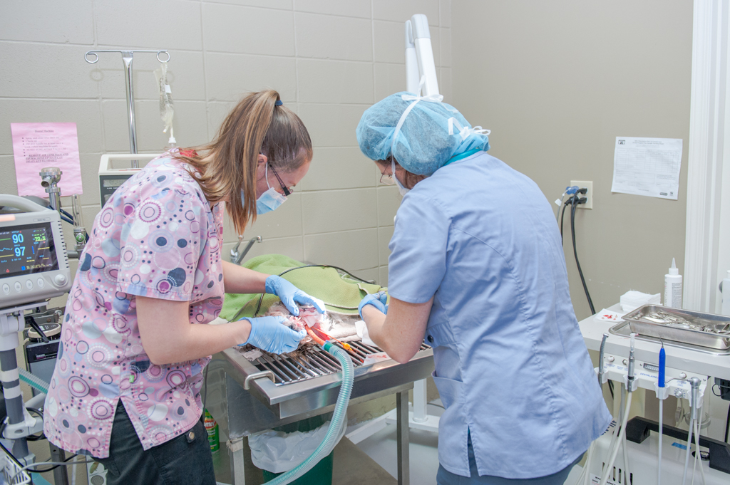 Our Veterinary Health Care Team | Veterinarians High River | High River