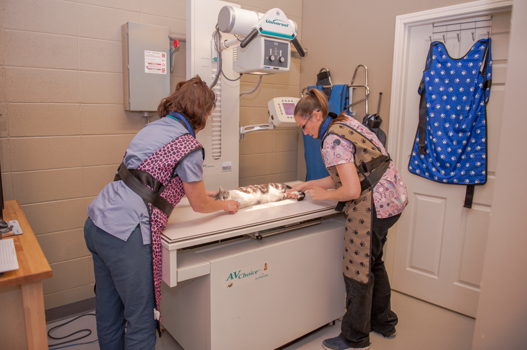 Our Veterinary Health Care Team | Veterinarians High River | High River