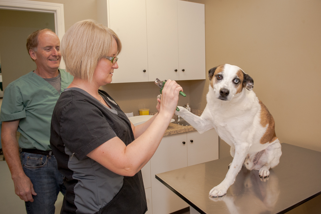 Our Veterinary Health Care Team | Veterinarians High River | High River