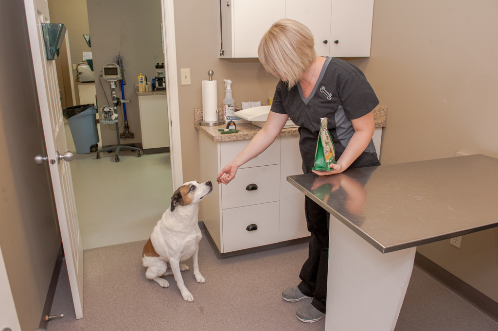 Our Veterinary Health Care Team | Veterinarians High River | High River