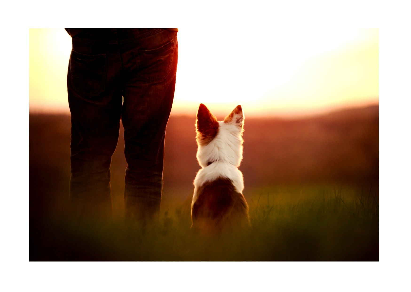 Grieving the Loss of a Pet: Finding Comfort in a Difficult Time