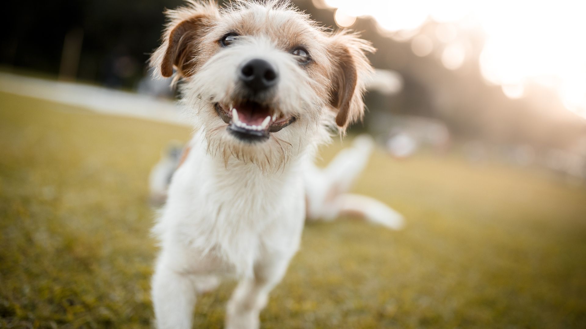 4 Benefits To Boarding Your Pet At New Market Animal Hospital