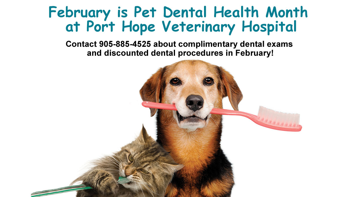 Pet Dental Services for Dogs and Cats Port Hope Cobourg Ontario