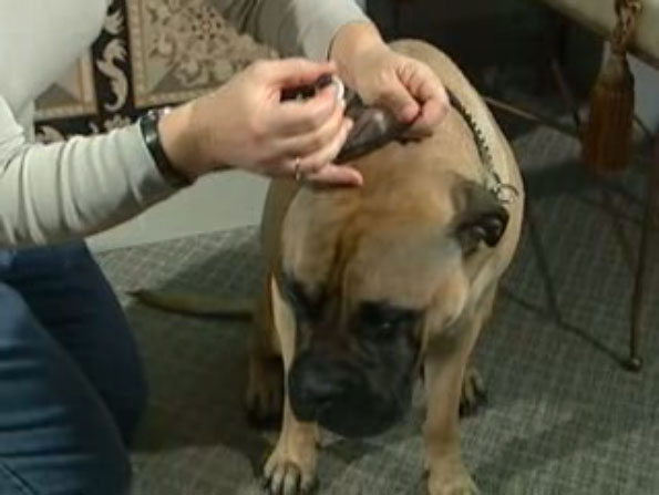 administering ear drops to large dog