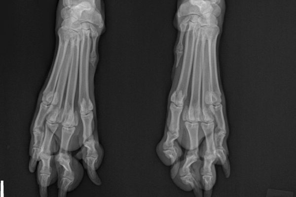 paws xray (2)