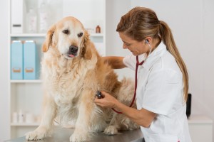 By listening to a dog Veterinary Golden