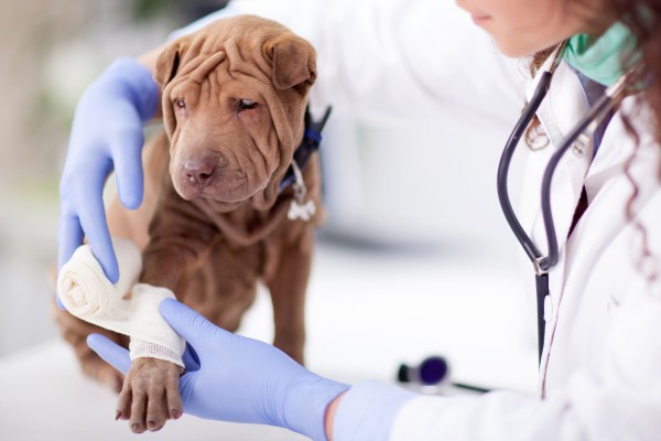 Shar Pei dog getting bandage after injury on his leg