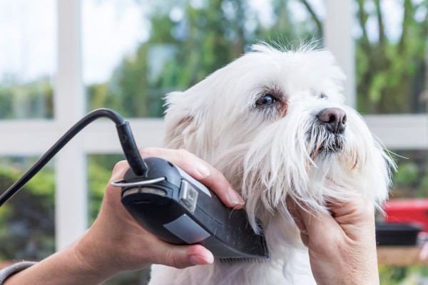 Grooming the neck of white dog