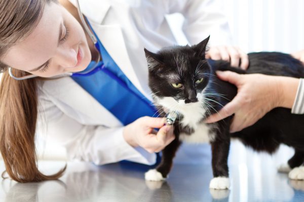 A woman veterinarian examines a domestic cat patient, a black and white tuxedo medium hair feline. The Caucasian veterinary medicine professional holds a stethoscope to listen to the animal’s chest. The vet works in an animal hospital or pet clinic medical exam appointment room as an assistant calms the kitty.