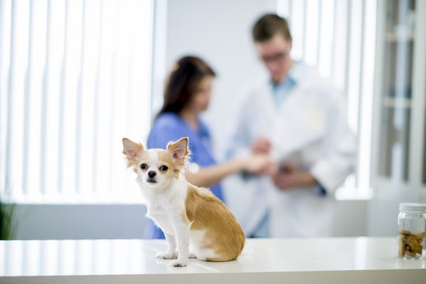 A chihuahua is sitting on the examination table at the vet's office while the nurse and doctor are talking in the background.