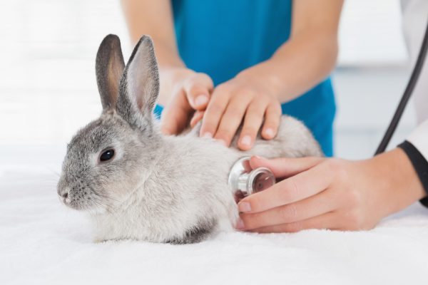 Vet examining a bunny with its owner in medical office
