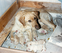 golden lab with newborn puppies