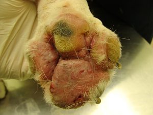 Infection on paw before treatment