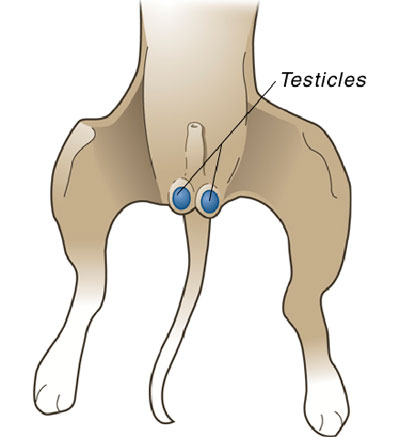 diagram of reproductive organs in male cat