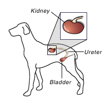 cartoon dog with kidney diagram