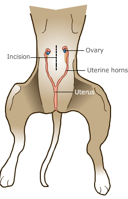 diagram of reproductive organs in female cat