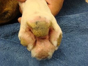 The paw after dermatological therapy