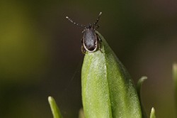 tick on grass