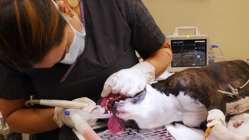 dog dental check