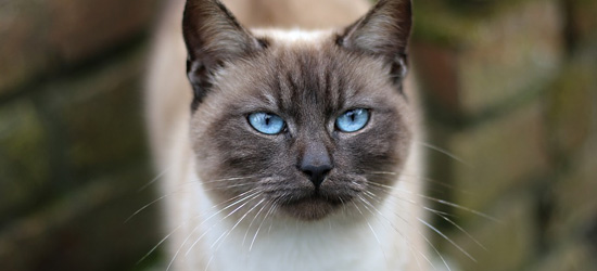 siamese cat with blue eyes face