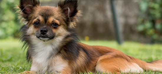 Long haired chihuaha laying in grass