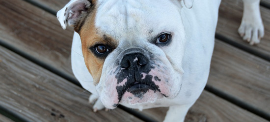 white and brown bulldog on deck