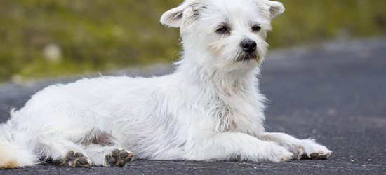 White terrier laying on ground