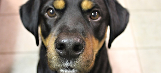 Mixed breed brown and black dog