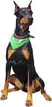 doberman pinscher