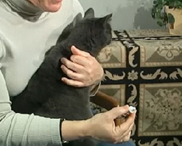 woman holding pills and grey cat