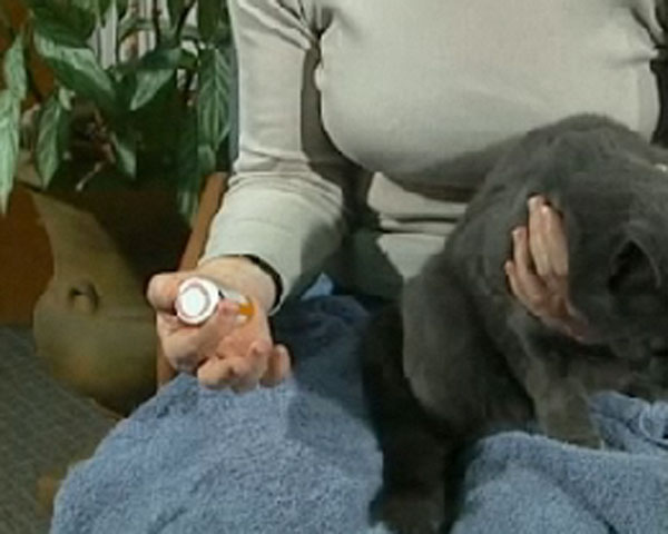 woman holding pills and grey cat