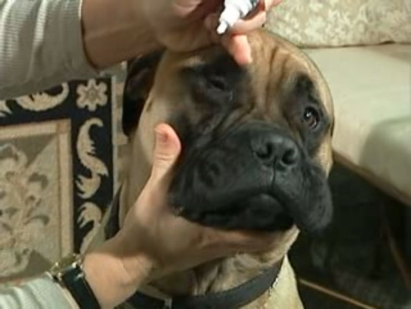 administering eye drops to dog