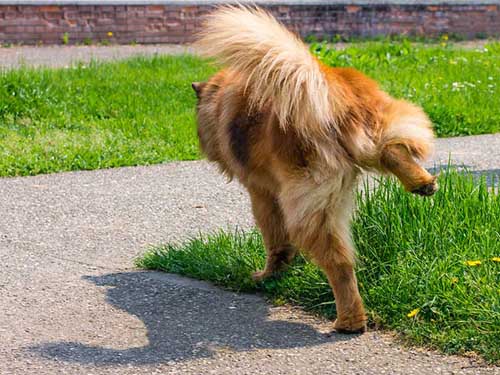 dog peeing on a green lawn