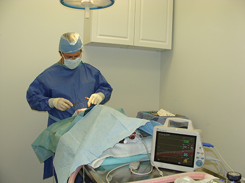 Veterinarian performing surgery