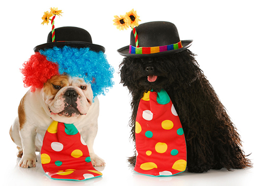 dogs dressed in clown costumes