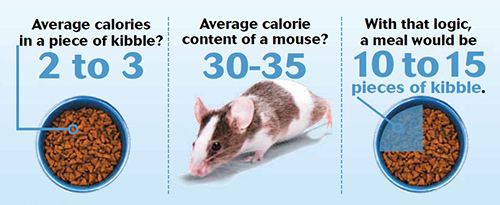 diagram of calories in kibble and calories in mouse