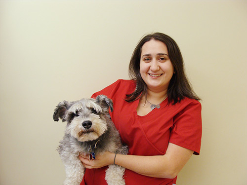 woman holding schnauzer