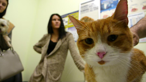 orange cat in veterinary exam room