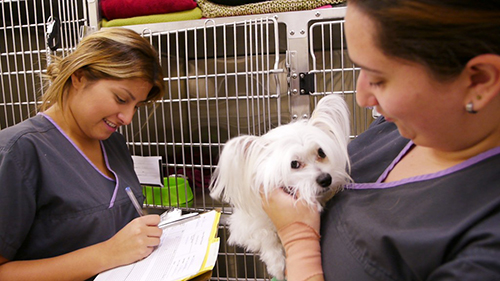 veterinary technicians and white dog