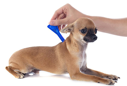 chihuaha receiving flea and tick prevention